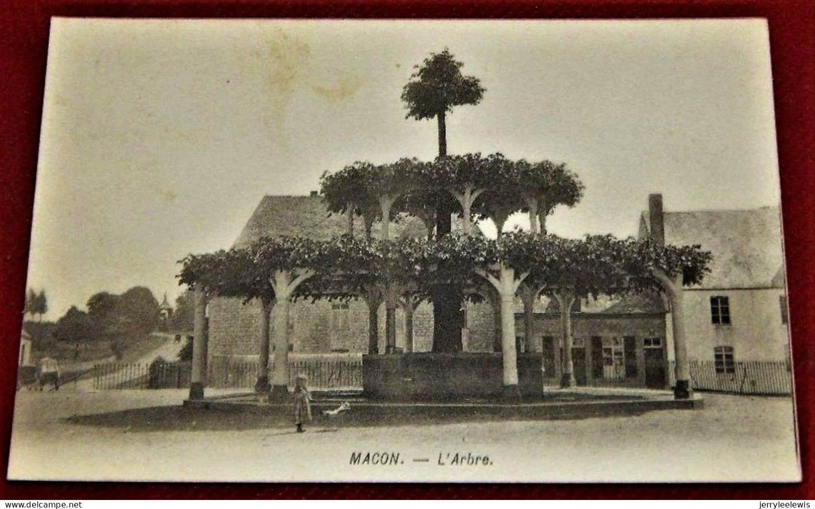 MACON  -  L' Arbre  Du XVème Siècle - Momignies