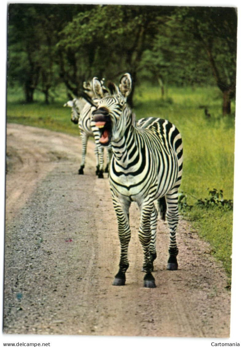 Nairobi - Zebra - Livingstone Park - Zambia