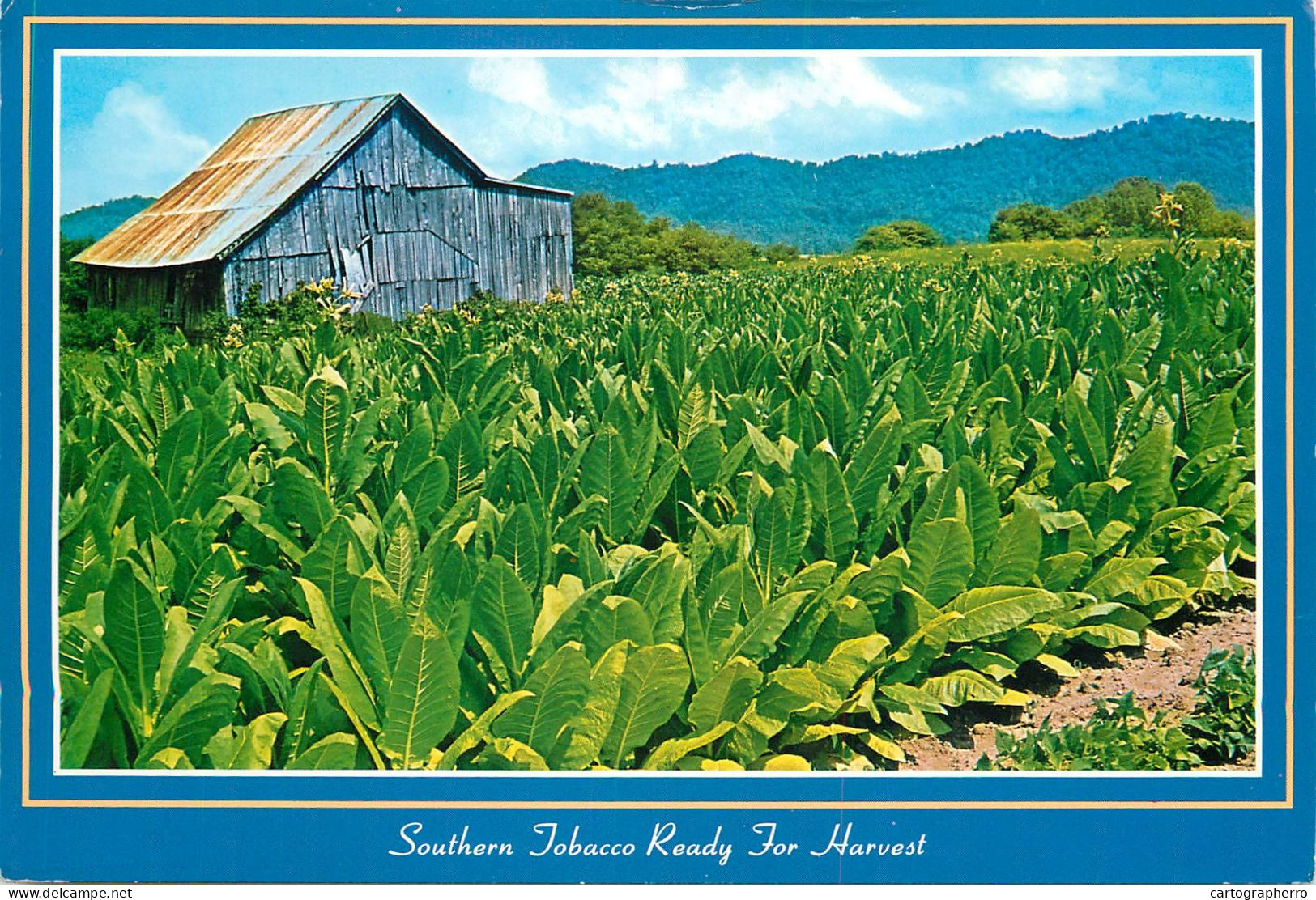 USA North Carolina Tobacco Ready For Harvest - Tobacco