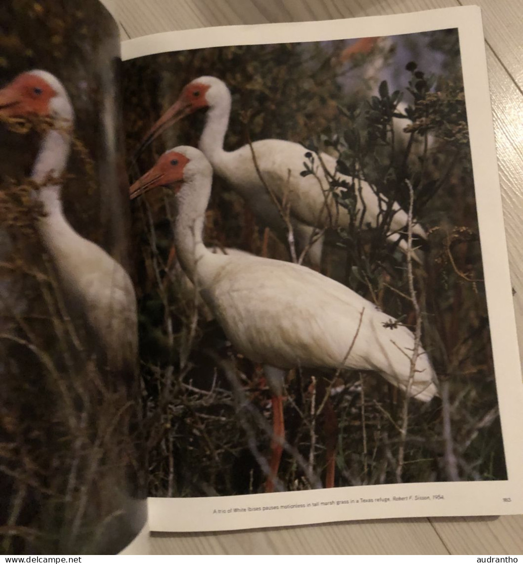 livre THE SPLENDOR OF BIRDS - art et photographies des plus beaux oiseaux du national geographic Washington C.Herbert.