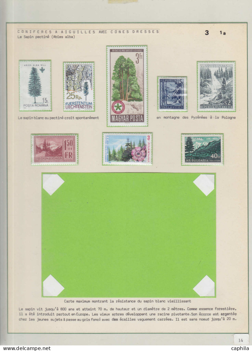 LOT Arbres & Bois - Lots & Collections - Les conifères (Ex. collection Fuchs), sur 59 feuilles d'exposition (incomplète)