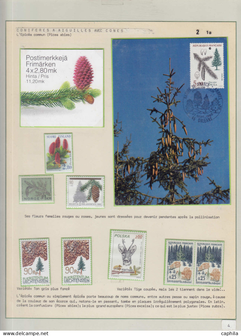 LOT Arbres & Bois - Lots & Collections - Les conifères (Ex. collection Fuchs), sur 59 feuilles d'exposition (incomplète)