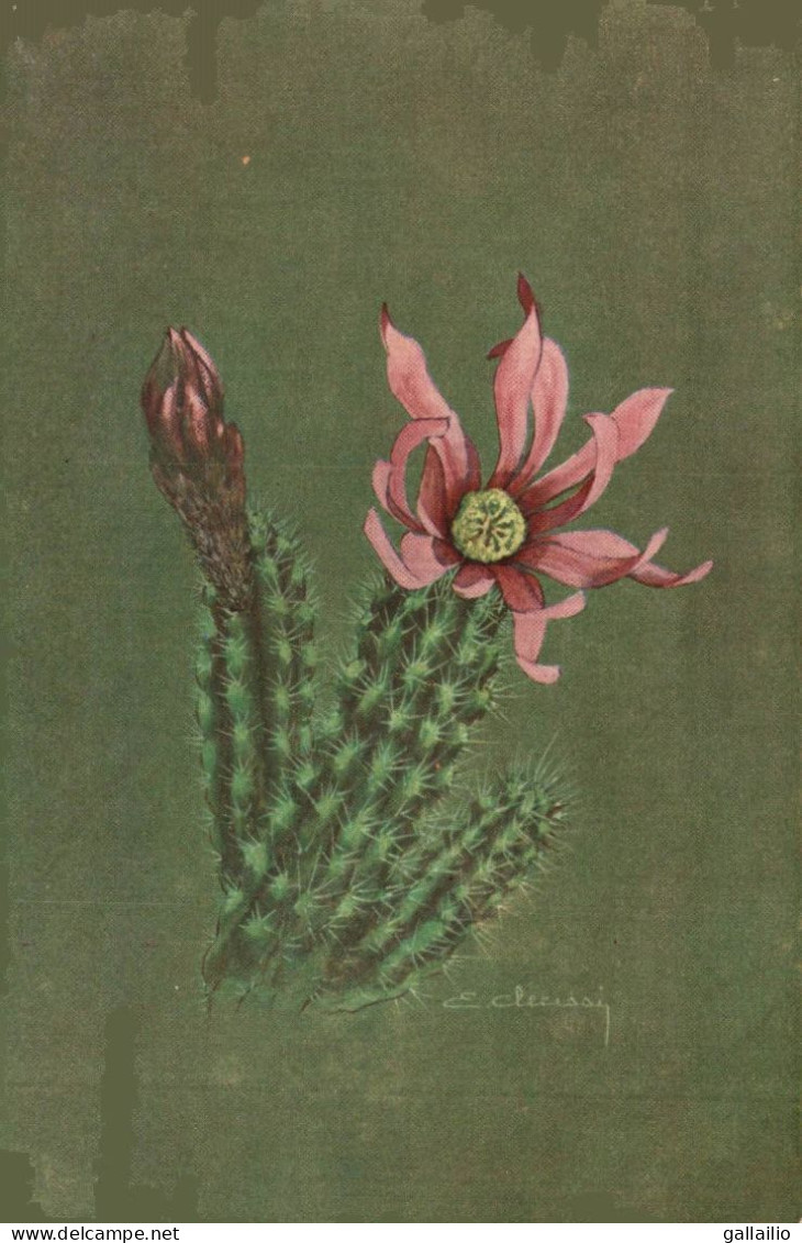 MONACO FLEUR DE CACTUS  ILLUSTRATION CLERISSI - Exotischer Garten