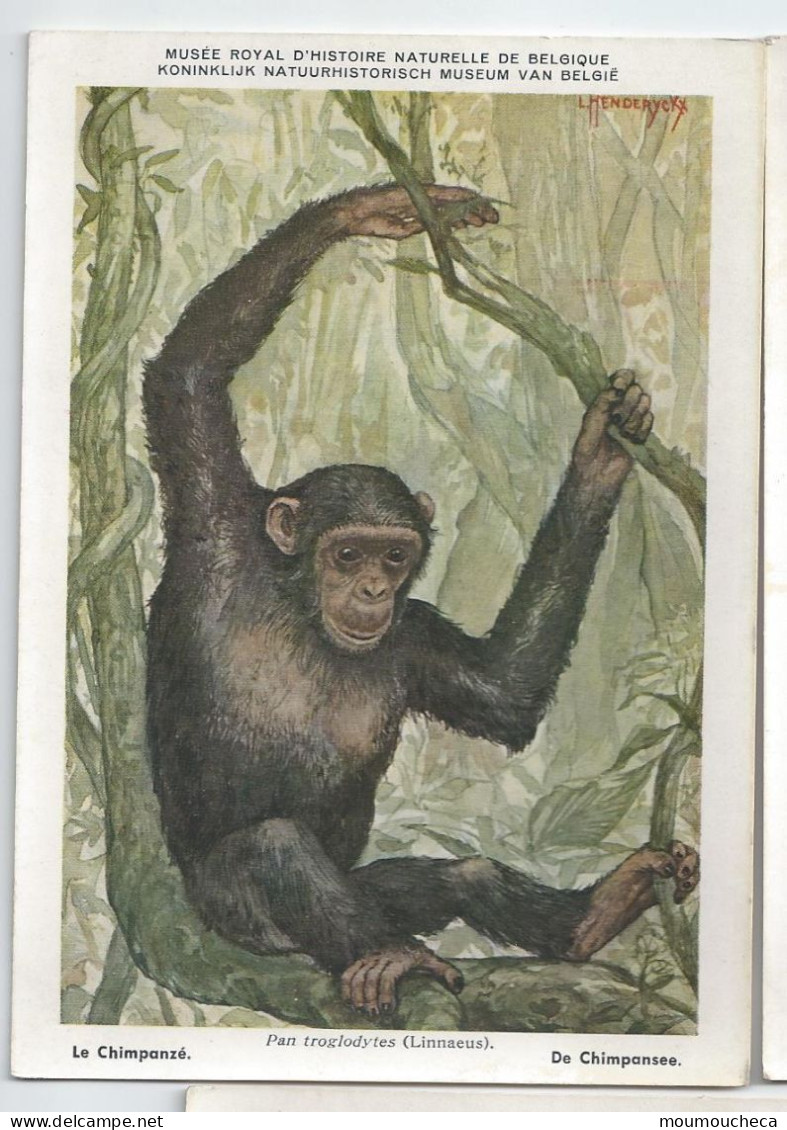 CP : Musée Royal D'histoire Naturelle De Belgique - Mammifères Protégé Au Congo - 2 Le Chimpanzé (2 Scans) - Sammlungen & Sammellose