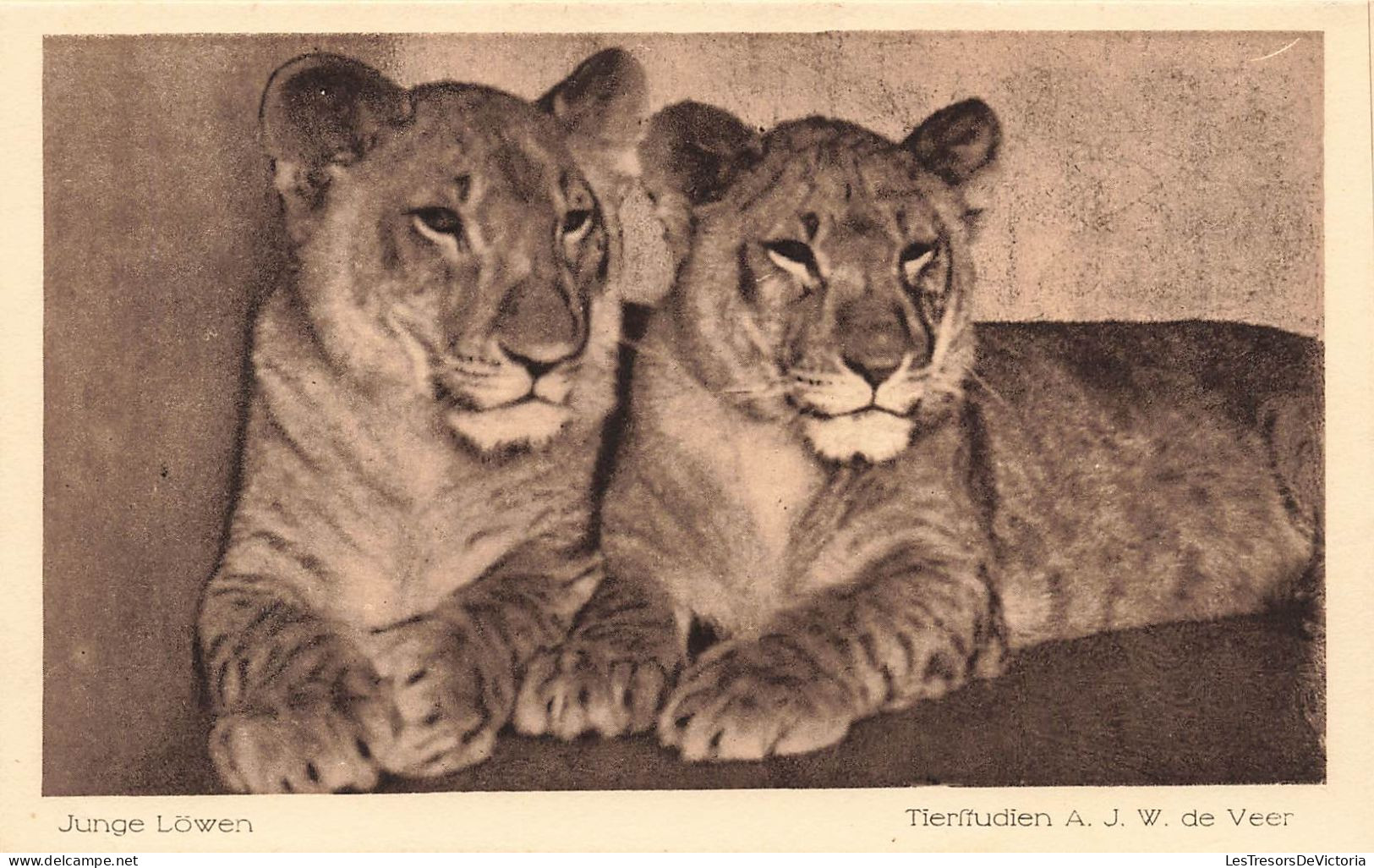 ANIMAUX - Junge Löwen - Tierfudien AJW  De Veer - Carte Postale Ancienne - Lions