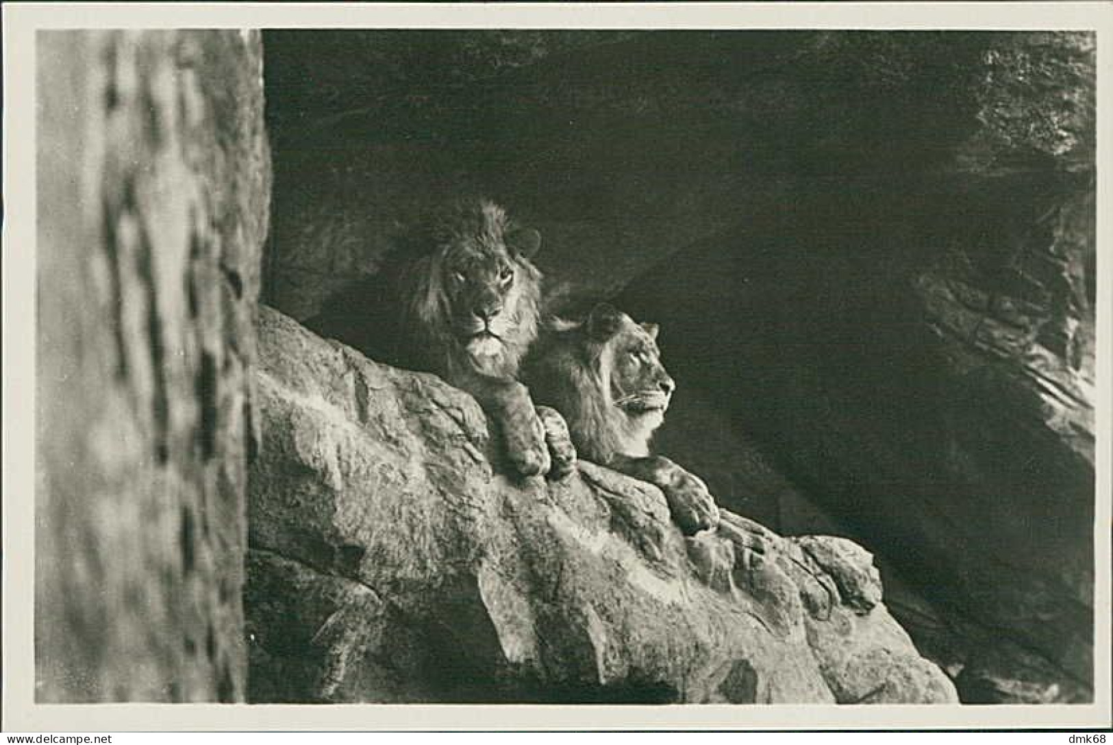 HAMBURG / STELLINGEN - CARL HAGENBECK'S TIERPARK - LOWEN IN DER LOWENSCHLUCHT / LIONS -  1930s (16886) - Stellingen