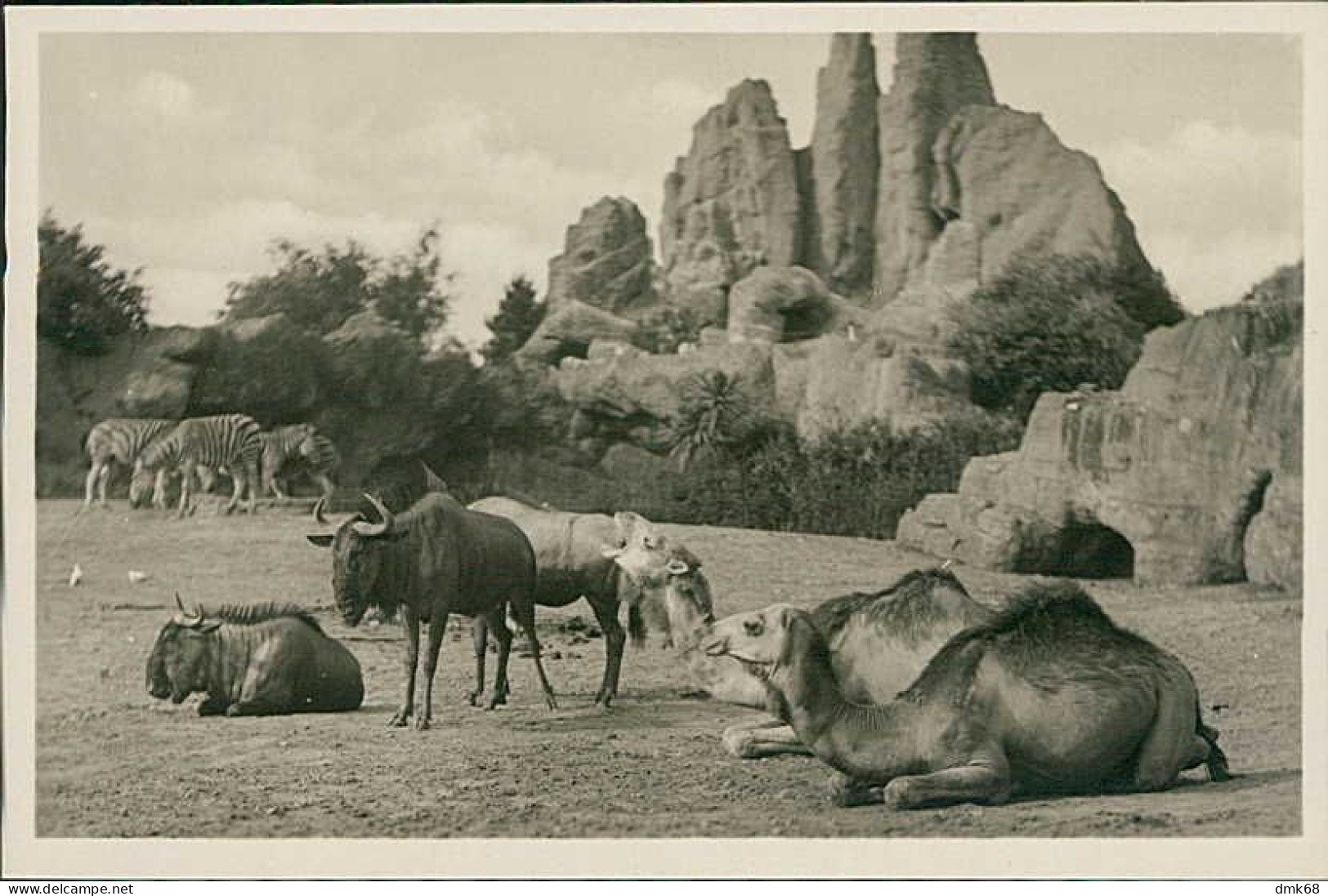 HAMBURG / STELLINGEN - CARL HAGENBECK'S TIERPARK - HEUFRESSER GEHEGE - ZEBRAS GNUS U. DROMEDARE -  1930s (16887) - Stellingen