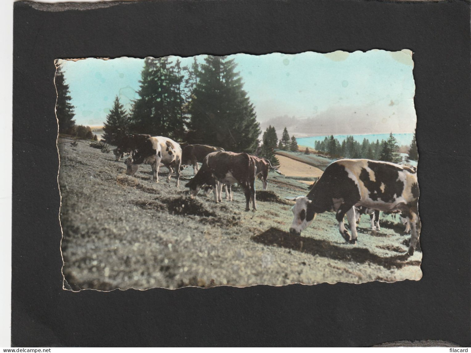 125114         Francia,     La  Franche-Comte Pittoresque,  Paturages  Au Bord Du Lac,  VG   1963 - Franche-Comté