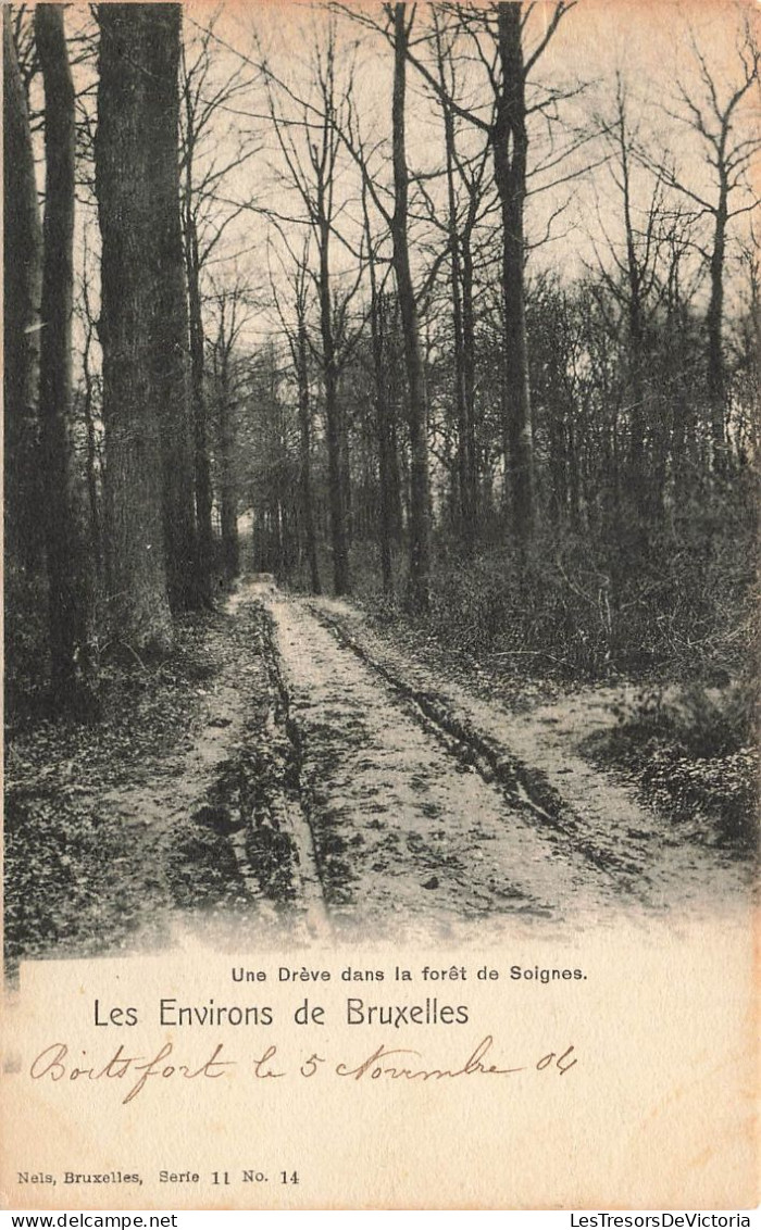 BELGIQUE - Environs De Bruxelles - Une Drève Dans La Forêt De Soignes - Carte Postale Ancienne - Unclassified