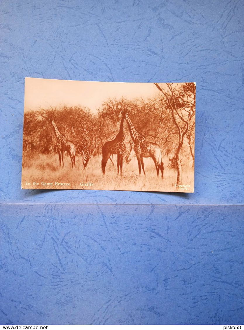 In The Game Reserve-fp-1949 - Girafes