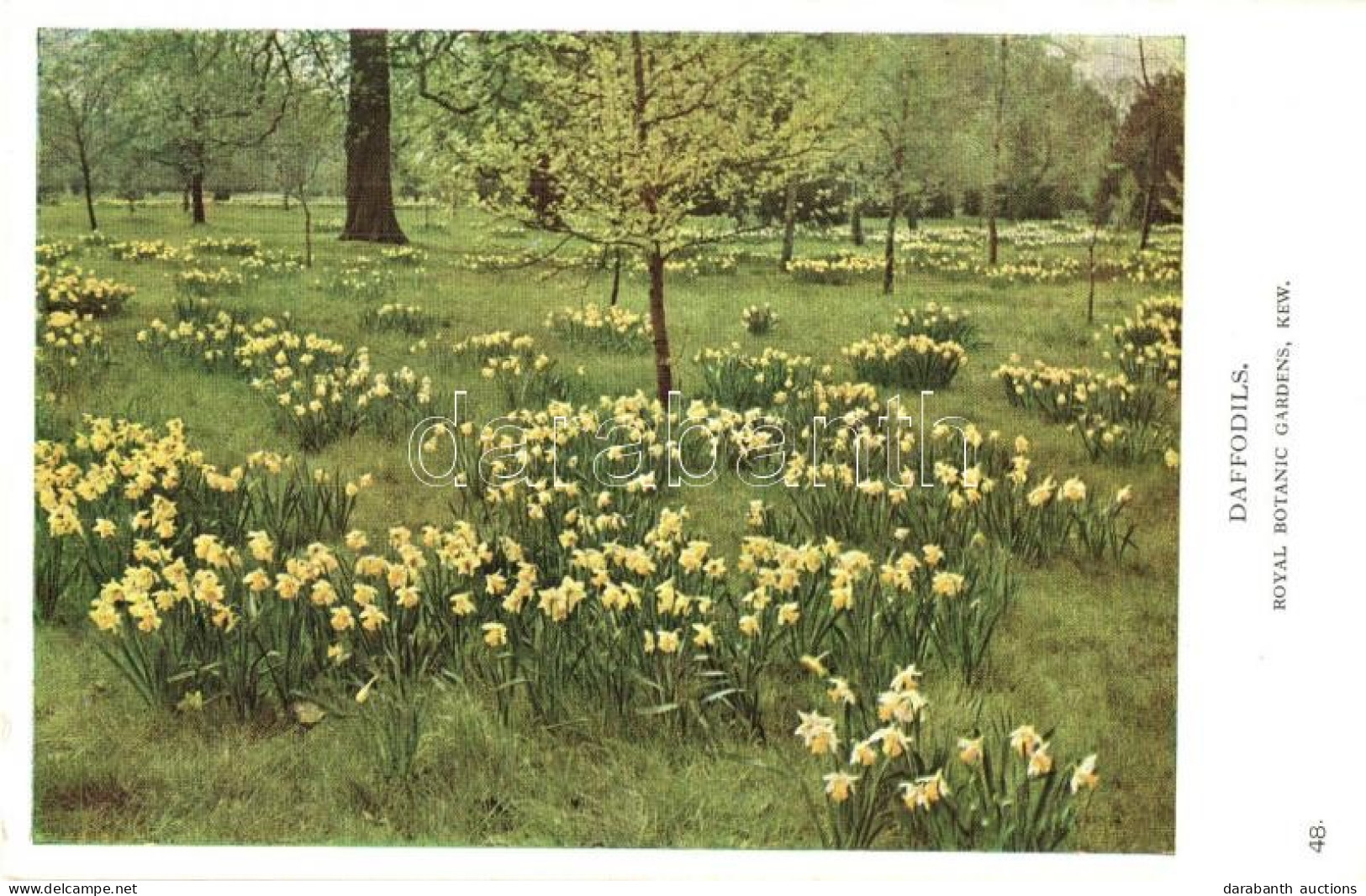 ** T2 London, Royal Botanic Gardens, Kew, Daffodils - Zonder Classificatie