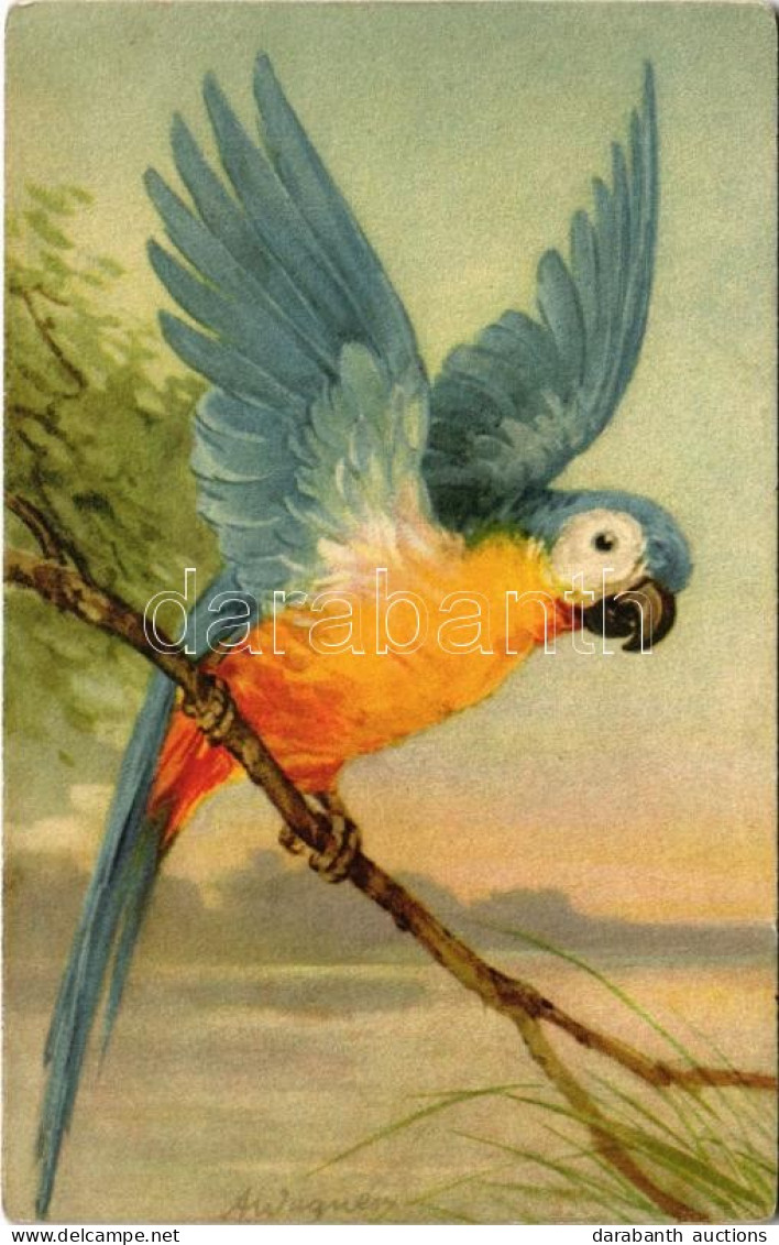 ** T2/T3 Parrot. 326/2. S: A. Wagner (EK) - Zonder Classificatie