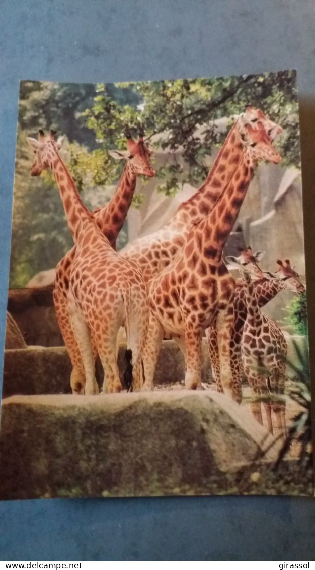 CPSM GIRAFE GIRAFES AFRIQUE PAR ZOOLOGIQUE PARIS ZOO MUSEUM NATIONAL D HISTOIRE NATURELLE ED LA PHOTOLITH - Girafes