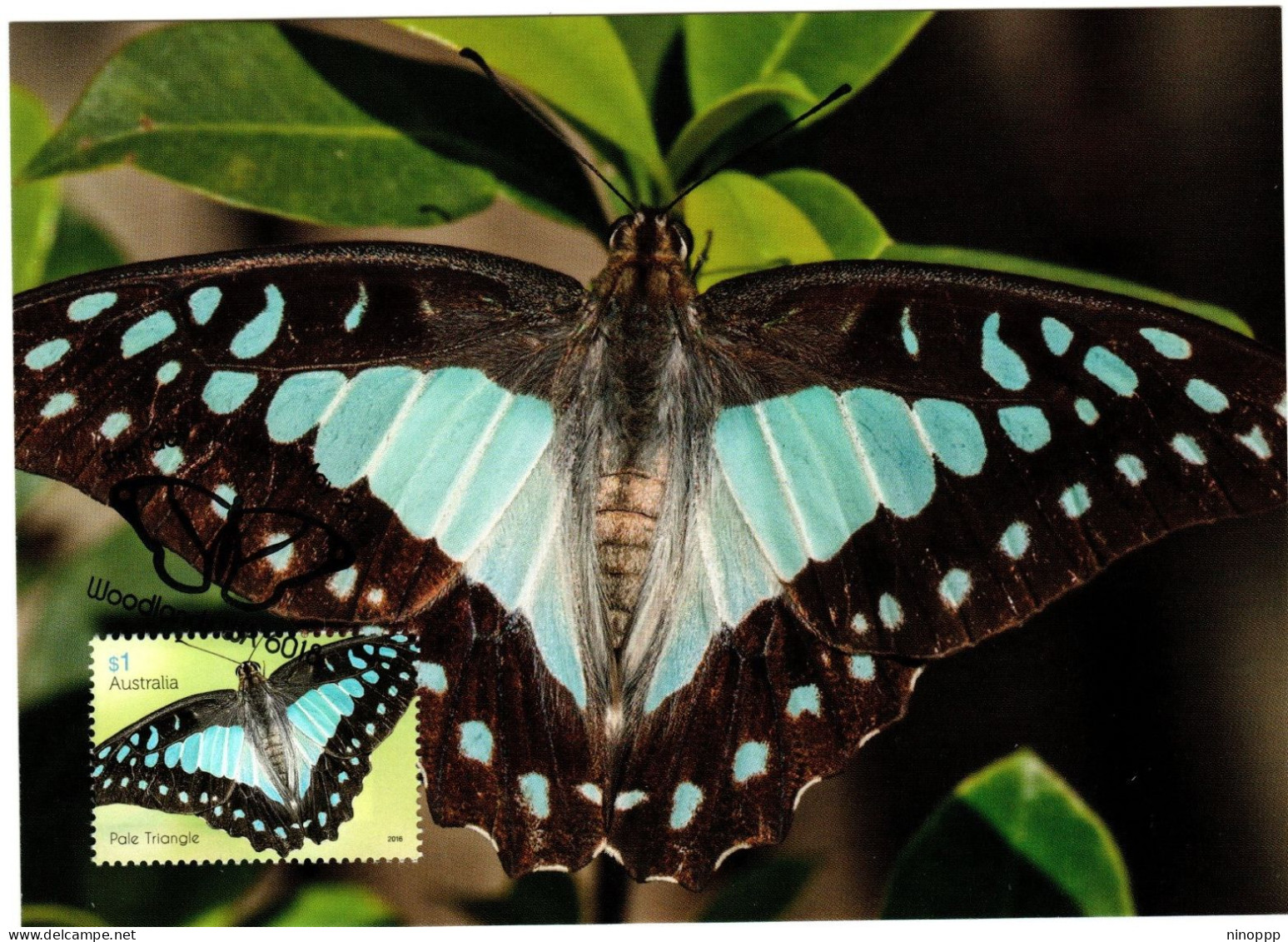 Australia 2016  Butterfly,Pale Triangle ,maximum Card - Maximum Cards