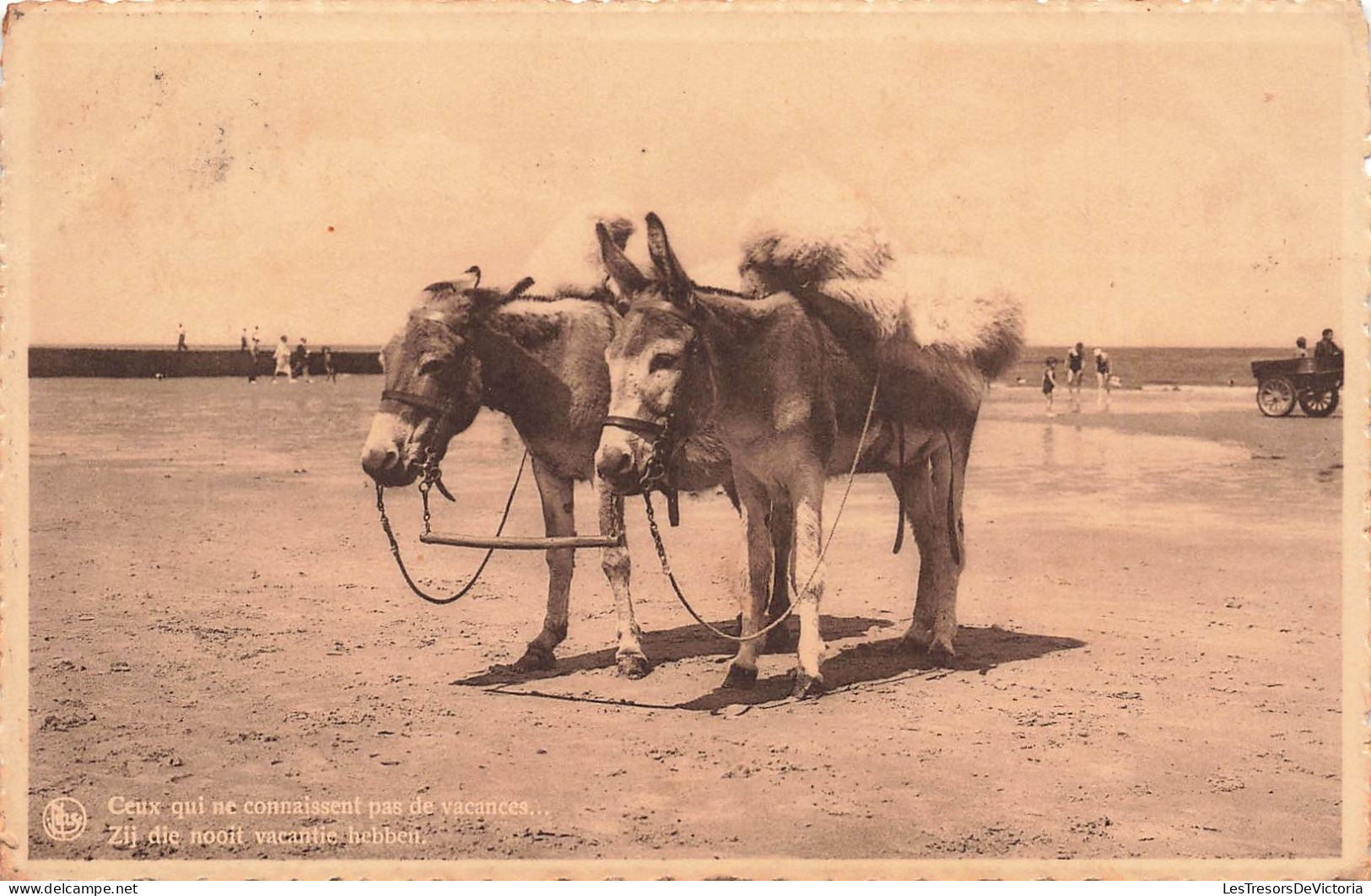 BELGIQUE - Heyst - Ceux Qui Ne Connaissent Pas De Vacances - Âne - Carte Postale Ancienne - Heist