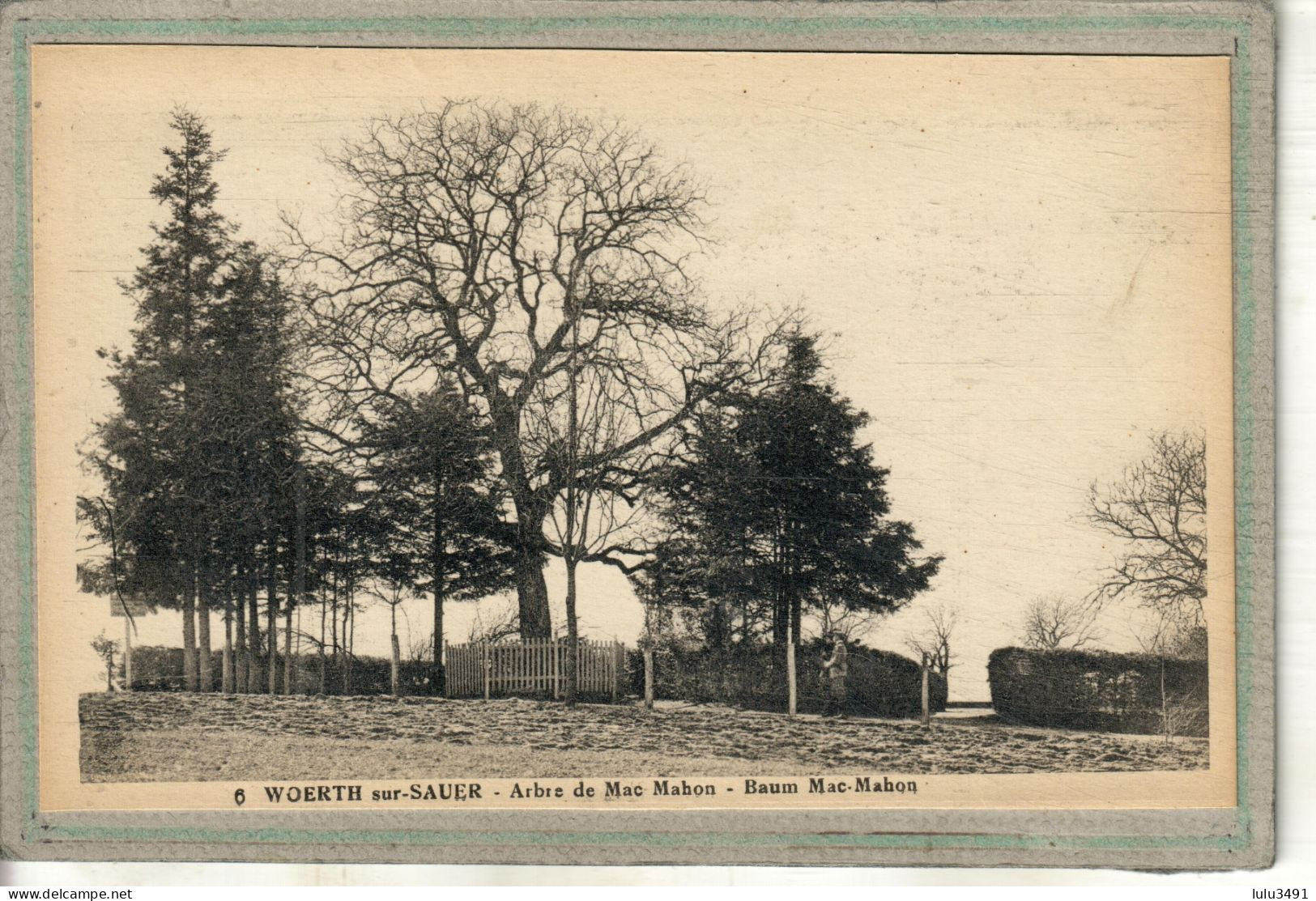 CPA (67) WOERTH - Thème: ARBRE - Aspect De L'arbre De Mac-Mahon Dans Les Années 30 - Woerth