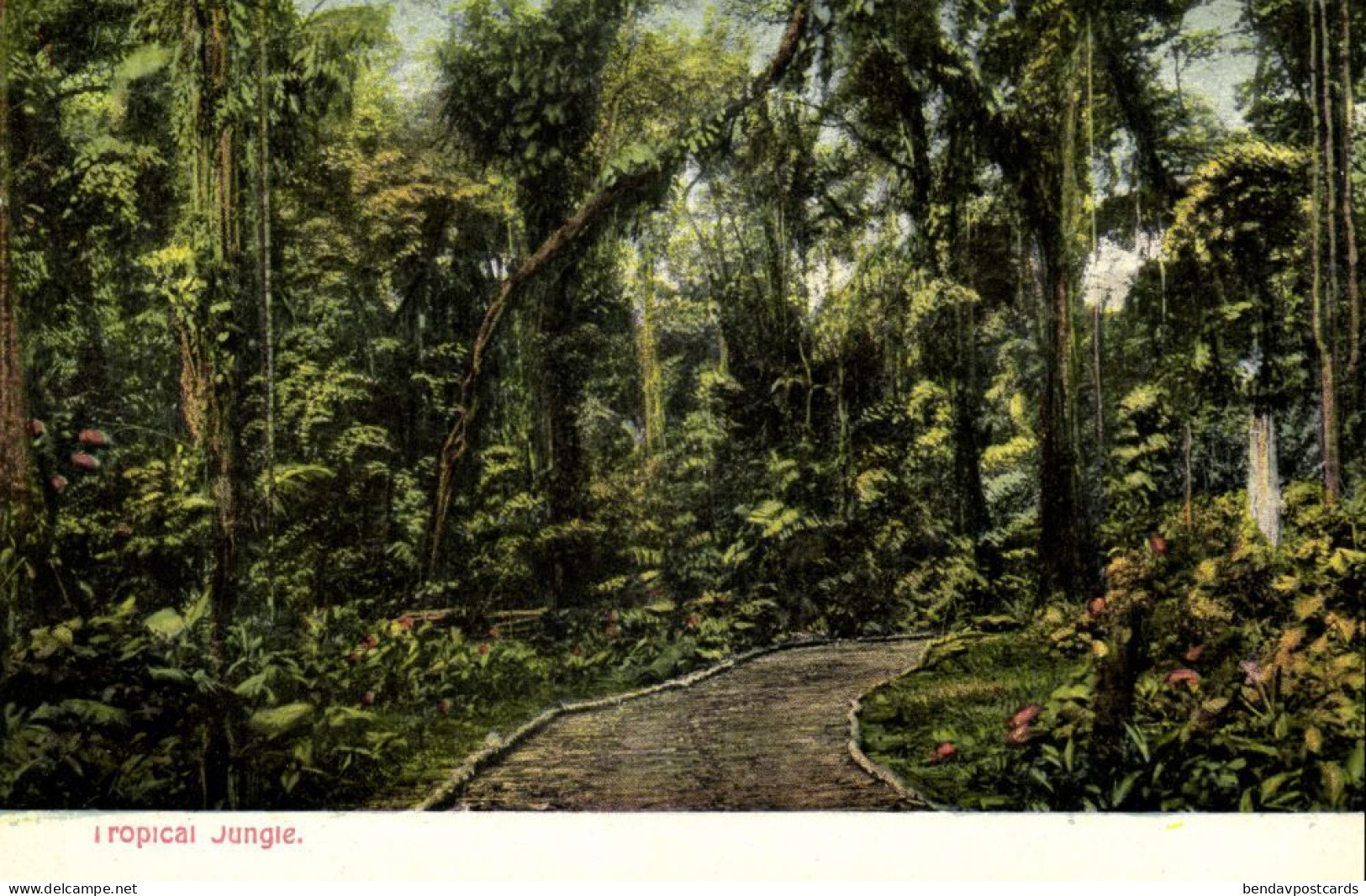 Costa Rica, C.A., Tropical Jungle (1910s) Wimmer Postcard - Costa Rica