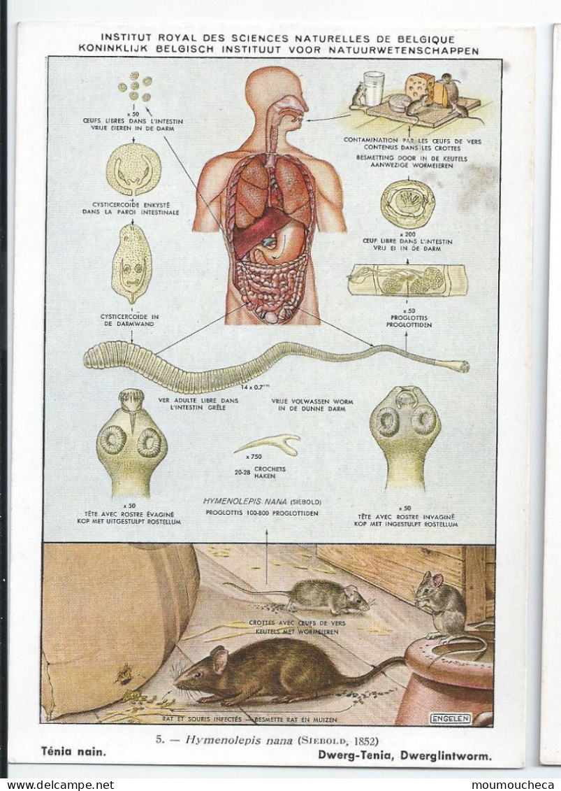 CP : Institut Royale Des Sciences Naturelles De Belgique - Vers Parasites De L'homme - 5 Ténia Nain (2 Scans) - Collections & Lots