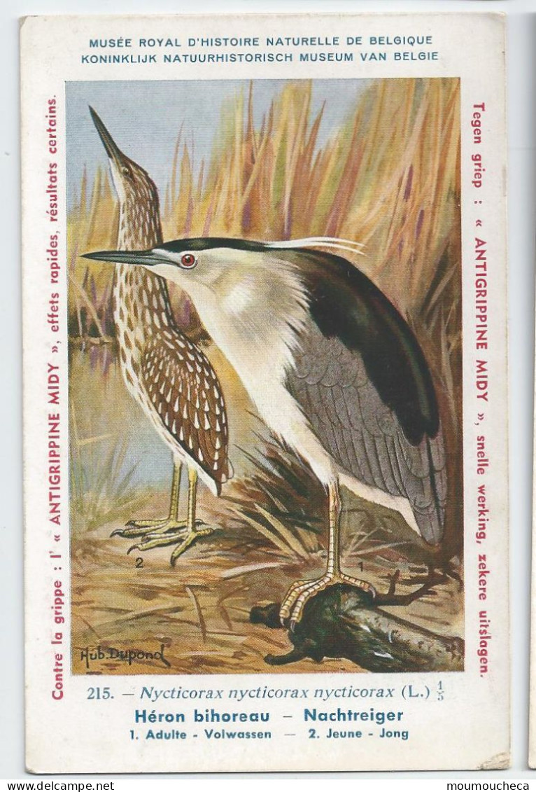 CP : Musée Royale D'histoire Naturelle De Belgique - Oiseaux - N°215 Héron Bihoreau + Pub - Signé Hub. Dupond (2 Scans) - Sammlungen & Sammellose