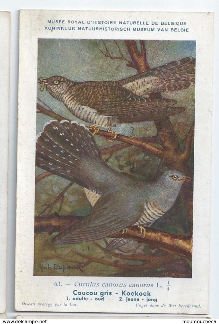 CP : Musée Royale D'histoire Naturelle De Belgique - Oiseaux - N°63 Coucou Gris - Signé Hub. Dupond (2 Scans) - Colecciones Y Lotes