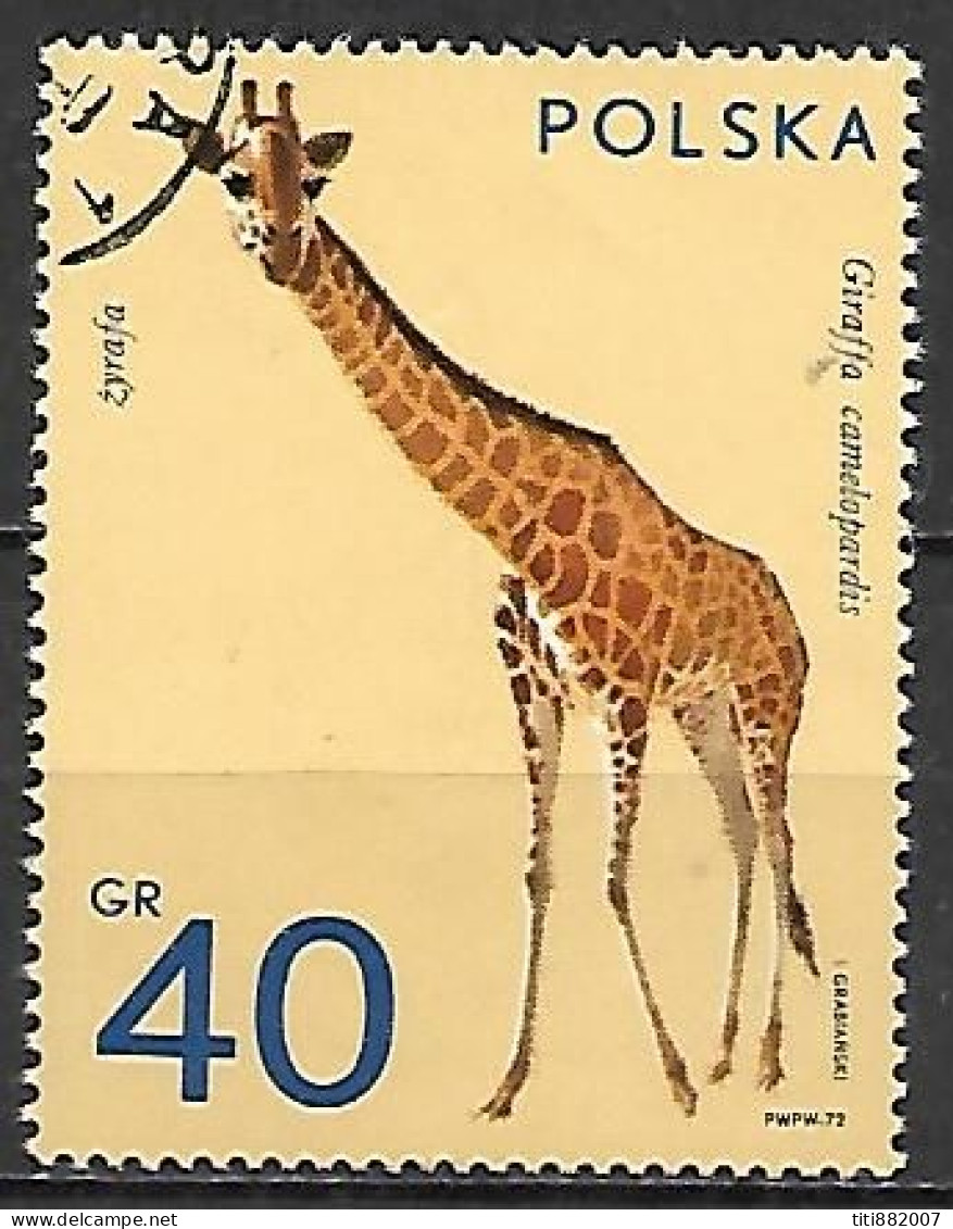 POLOGNE      -    GIRAFE     -    Oblitéré - Giraffes