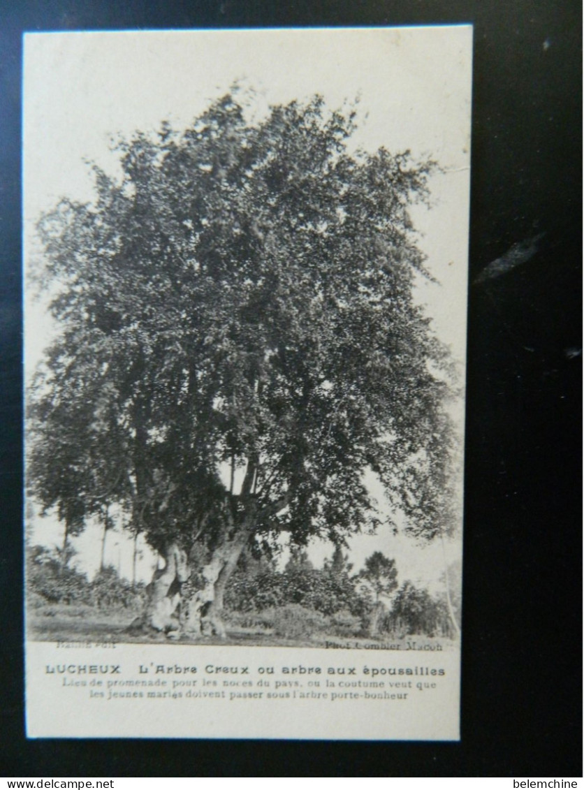 LUCHEUX                    L'ARBRE CREUX OU ARBRE AUX EPOUSAILLES - Lucheux