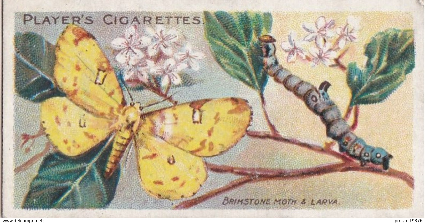 26 Brimstone Moth  - Butterflies & Moths 1904 - Players Cigarette Card - Original - Antique - Player's