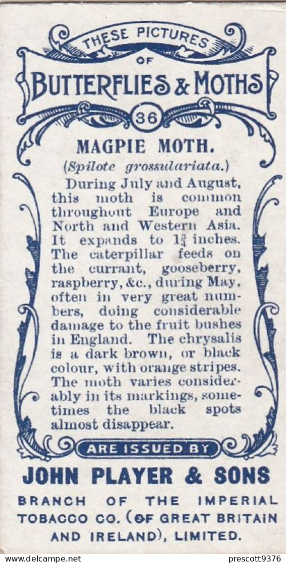 36 Magpie Moth  - Butterflies & Moths 1904 - Players Cigarette Card - Original - Antique - Player's