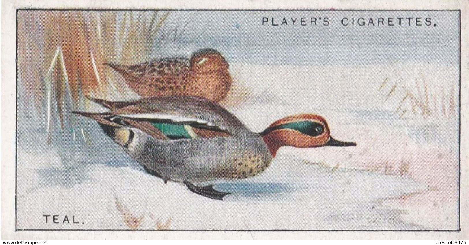 48 Teal  - Game Birds & Wildfowl 1927  - Players Cigarette Card - Original - Player's