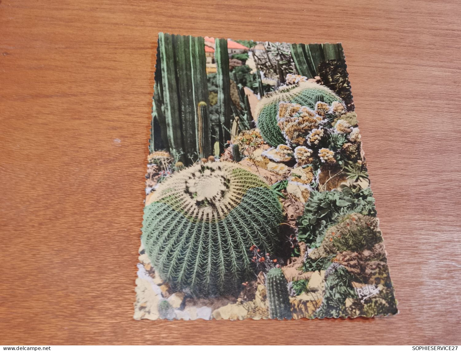 503 //  "LES COUSSINS DE BELLE-MERE" / MONTE-CARLO JARDIN EXOTIQUE - Cactus