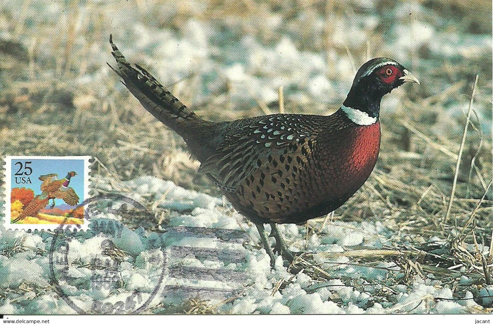 Carte Maximum - Oiseaux - Etats Unis USA - Faisão Comum - Faisan à Collier - Ring Necked Pheasant - Phasianus Colchicus - Maximum Cards