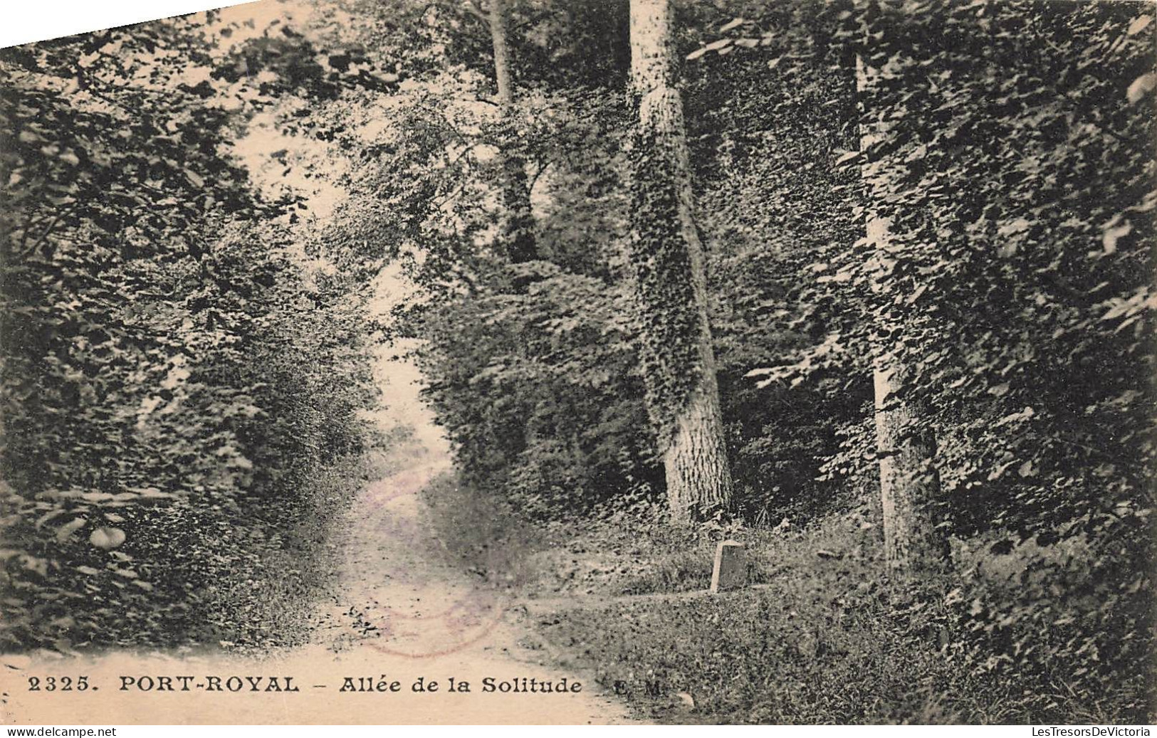 FRANCE - Magny Les Hameaux - Port Royal - Allée De La Solitude - Forêt - Carte Postale Ancienne - Magny-les-Hameaux