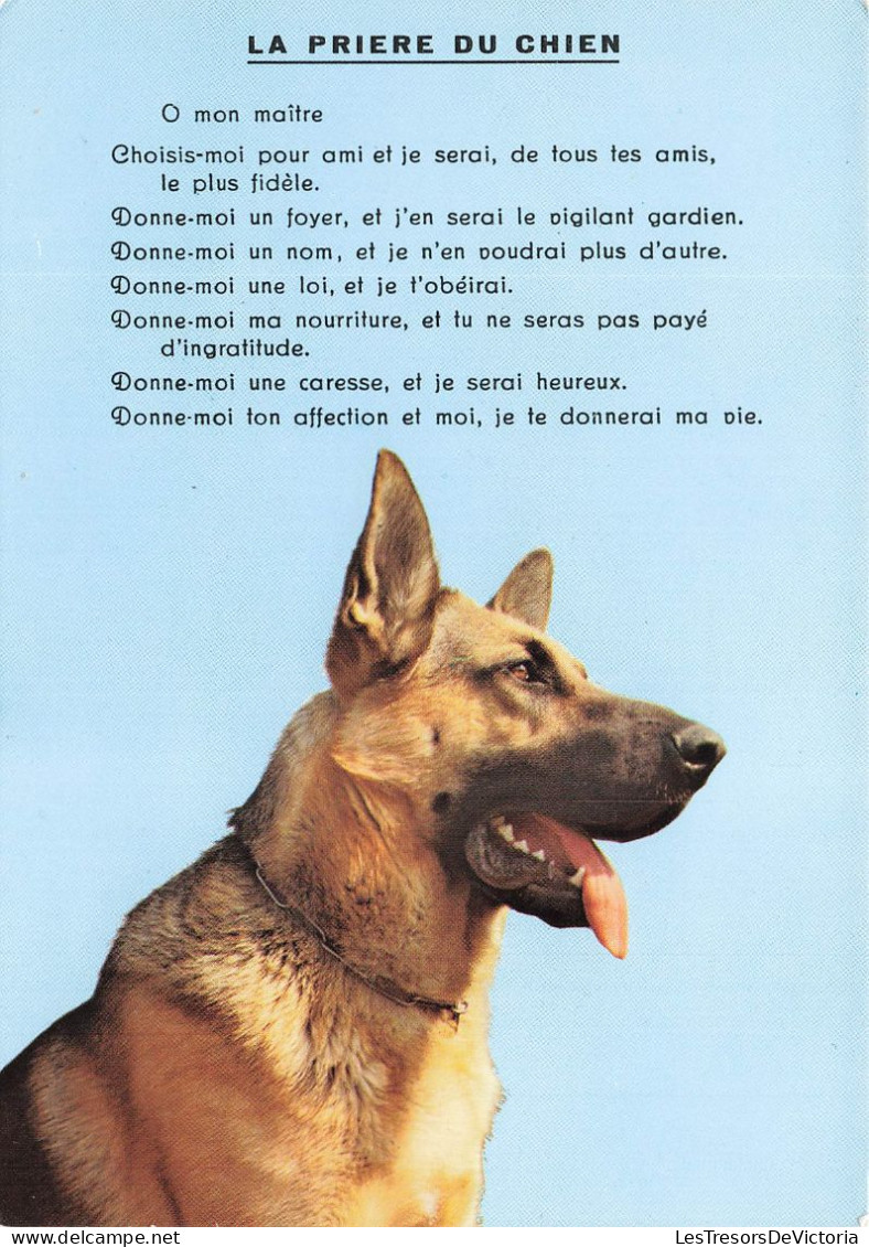 ANIMAUX & FAUNE - Chien - La Prière Du Chien - Carte Postale - Chiens