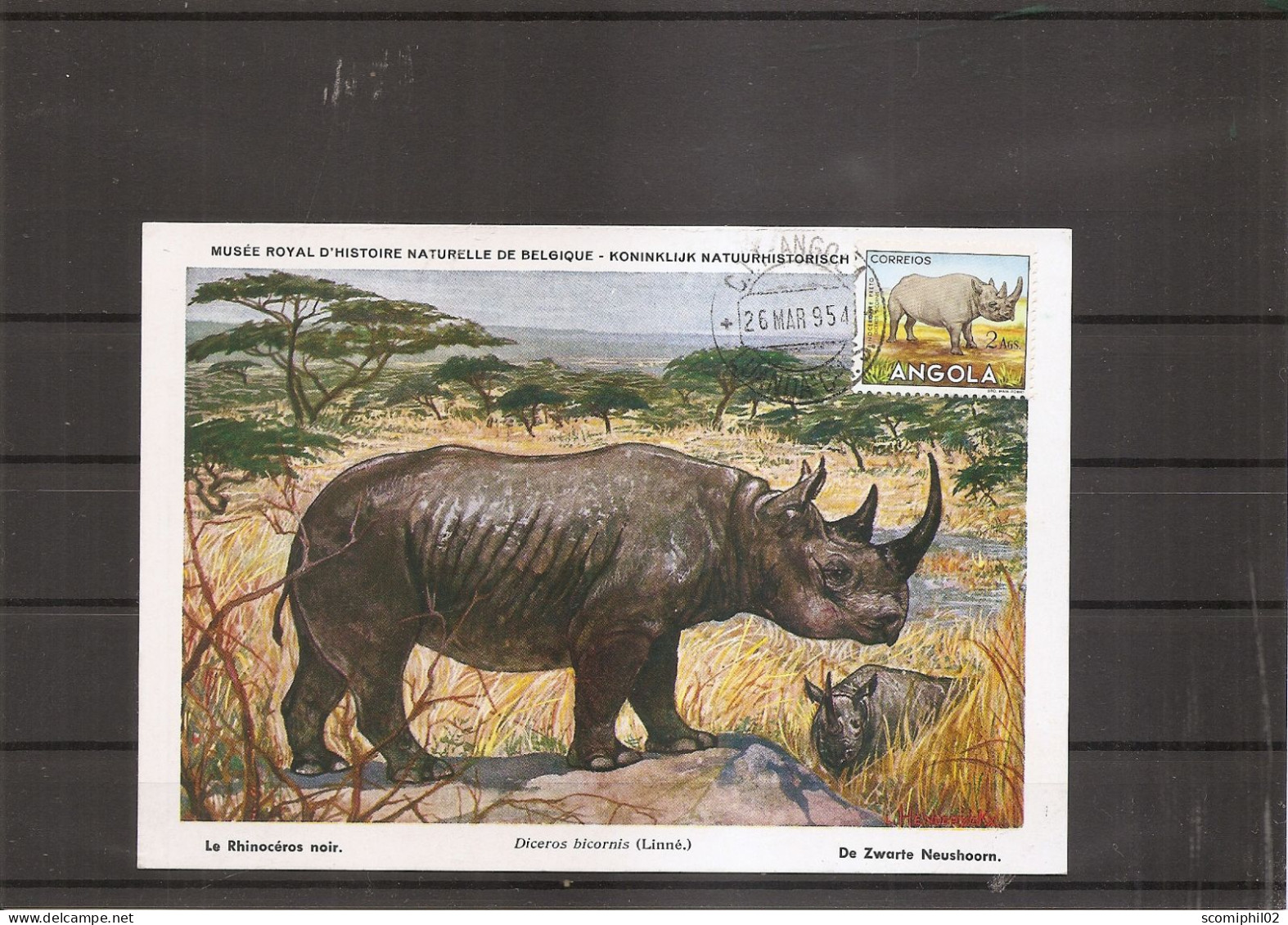 Rhinocéros ( CM De L'Angola De 1954 à Voir) - Rhinocéros