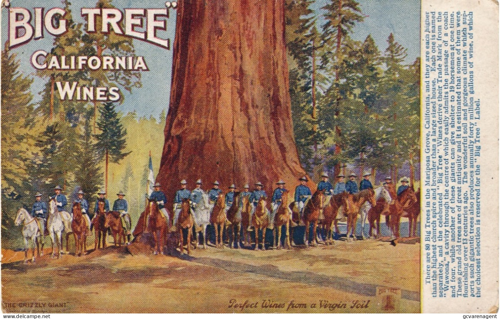 BIG TREE  CALIFORNIA WINES     2 SCANS - Yosemite