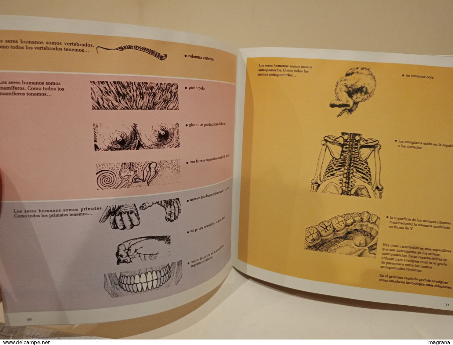 El Lugar Del Hombre En La Evolución. Akal. Natural History Museum. 1994. 102 Páginas. - Scienze Manuali