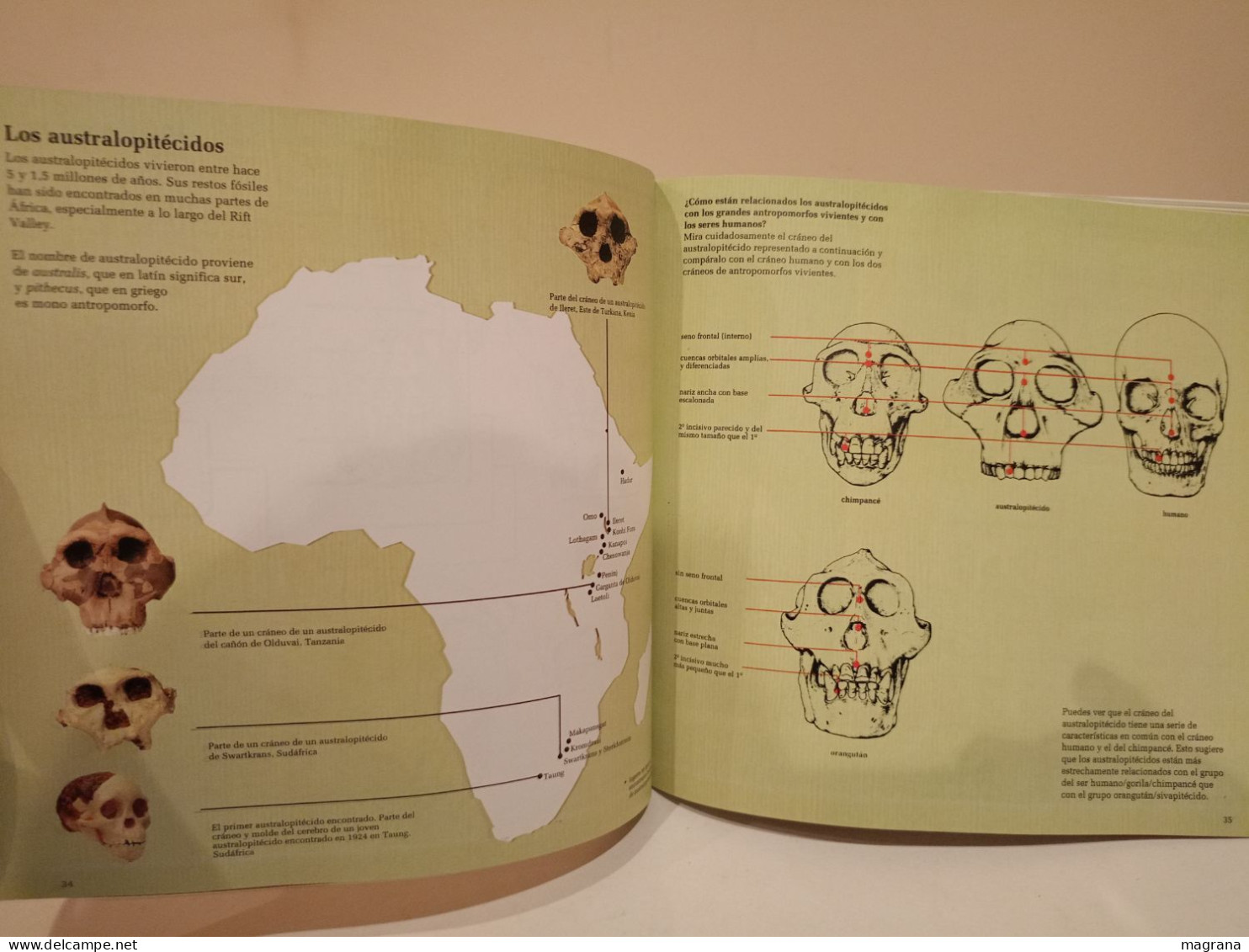 El lugar del hombre en la evolución. Akal. Natural History Museum. 1994. 102 páginas.