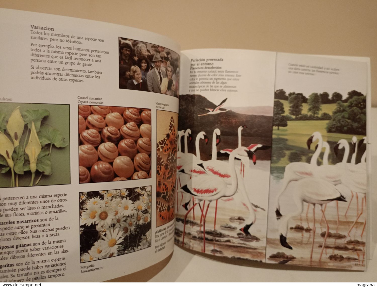 El Origen De Las Especies. British Museum (Natural History). Akal Ediciones. 1992. 120 Páginas. - Sciences Manuelles