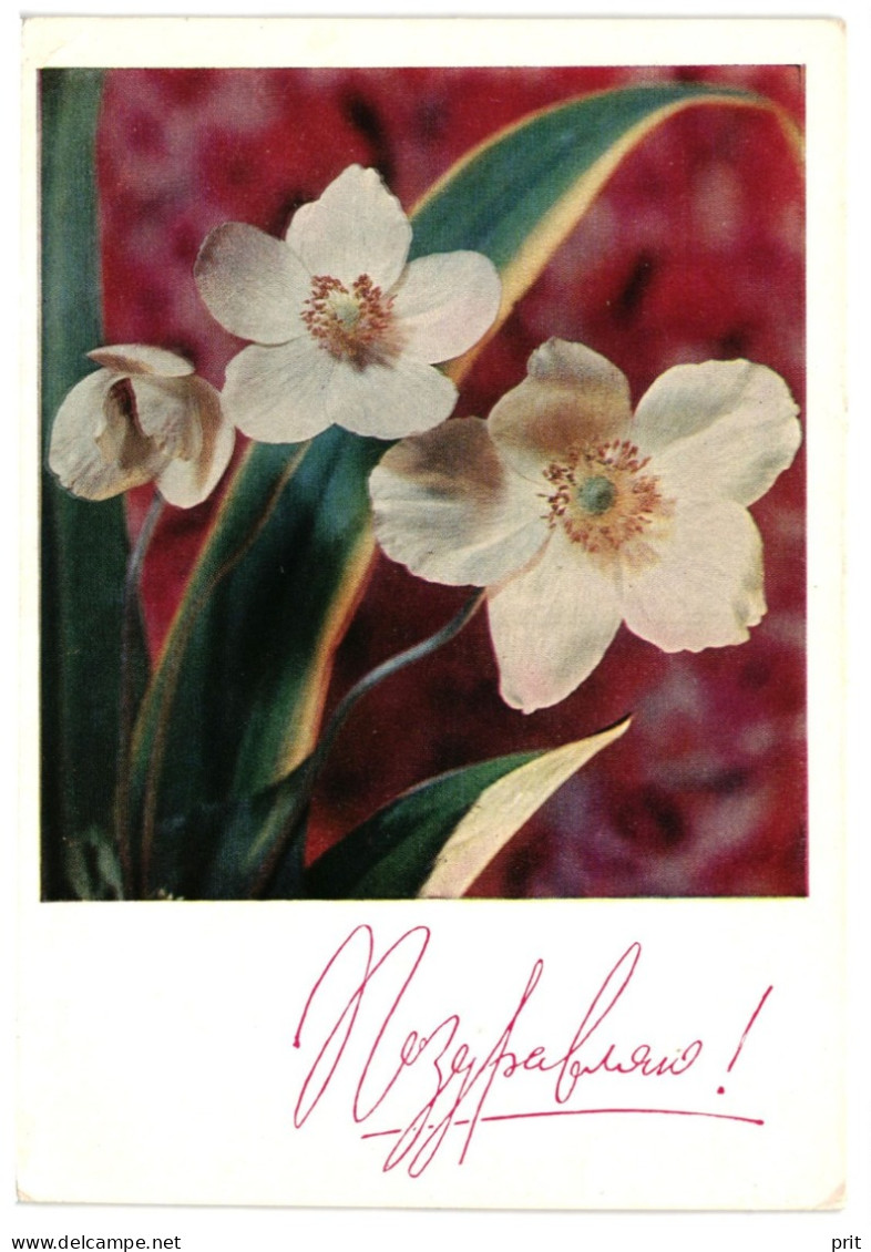 Anemones, Congratulations! Soviet Russia USSR 1969 Unused 3Kop Postal Stationery Card Postcard - 1960-69