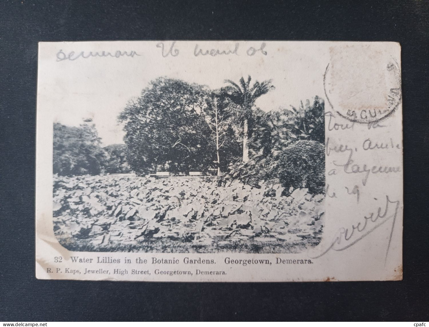 Guyana - Water Lillies In The Botanic Gardens - Georgetown, Demerara - Guyana (ex Guyana Britannica)