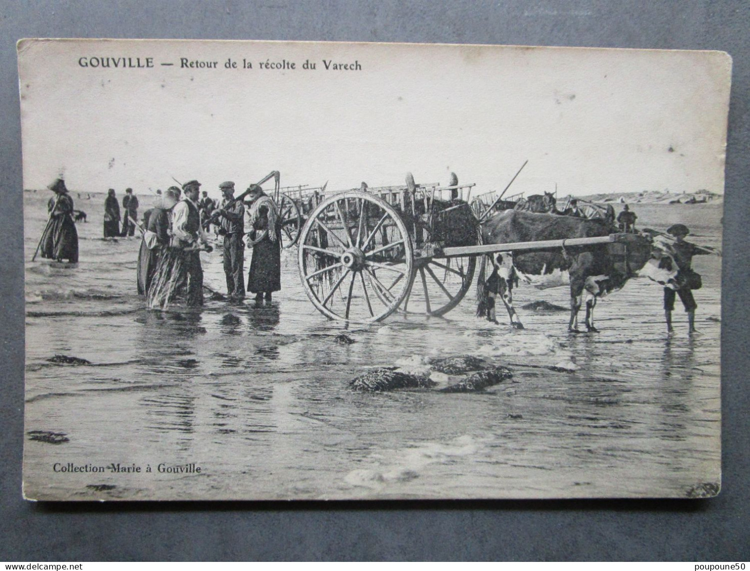 CPA 50 Manche Le Cotentin GOUVILLE  - Retour De La Récolte Du Varech  Attelage Avec Une Vache  Timbrée 1908 - Blainville Sur Mer