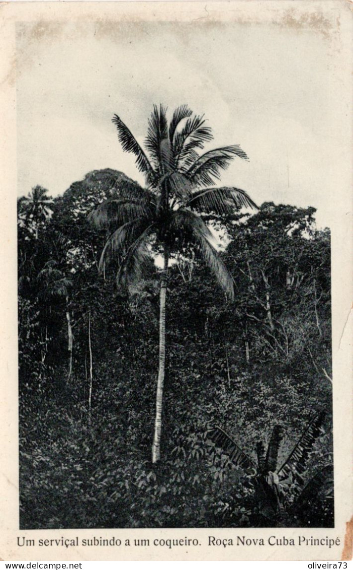 SÃO TOME E PRINCIPE - Um Serviçal Subindo A Um Coqueiro - Roça Nova Cuba PRICIPE - Sao Tome And Principe