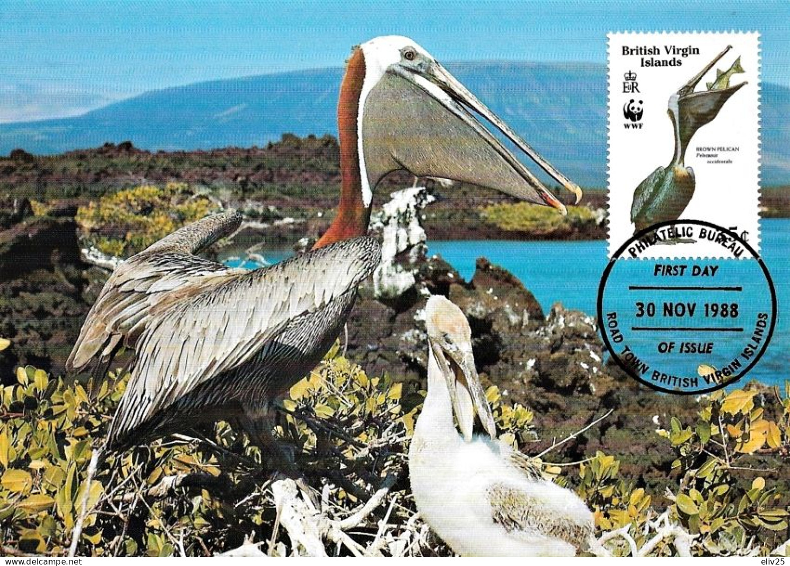 British Virgin Islands 1988, Brown Pelican - Maximum Card - Pellicani