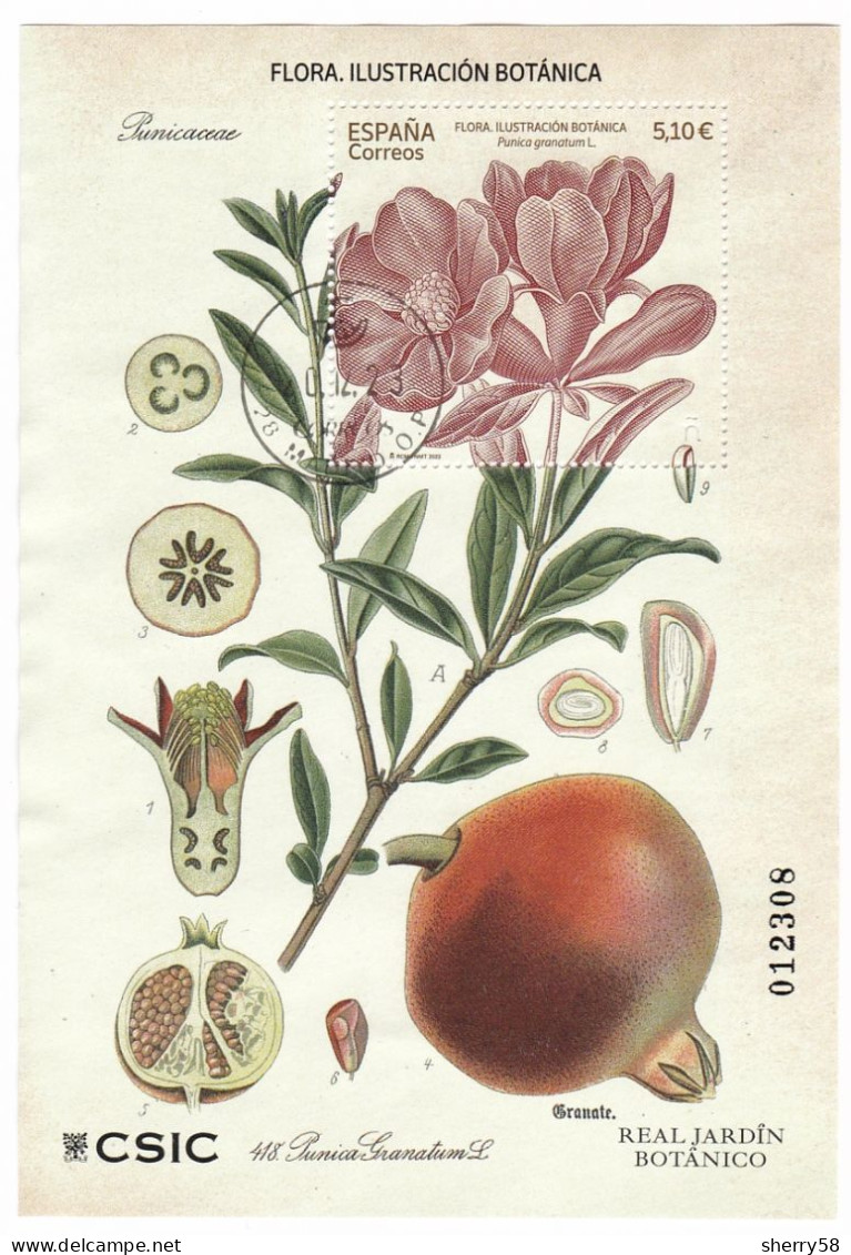 2022-ED. 5581 H.B. -Flora. Ilustración Botánica. Punica Grantum L.- USADO - Used Stamps