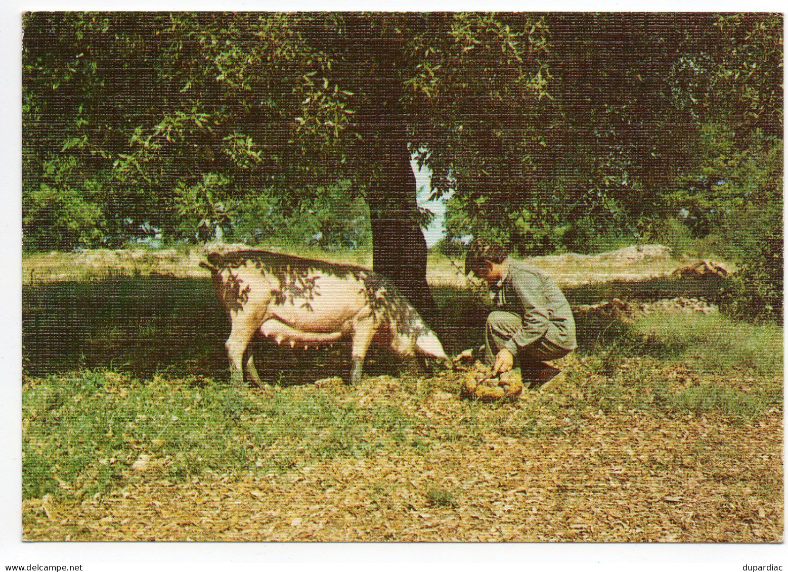 Recherche De La TRUFFE : Lot De 12 Cartes Postales (cochons Et Champignons). - Pilze