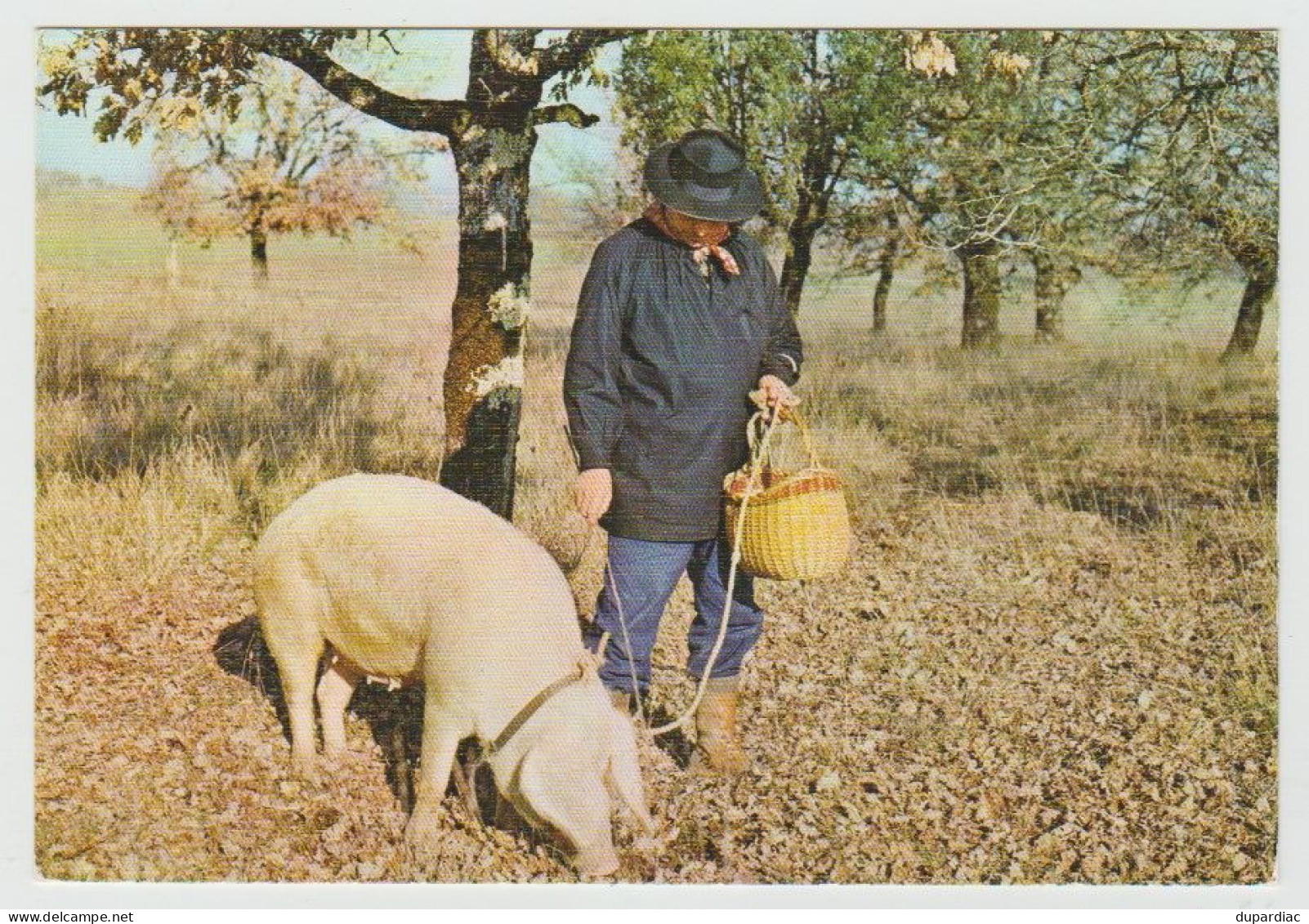 Recherche De La TRUFFE : Lot De 12 Cartes Postales (cochons Et Champignons). - Champignons