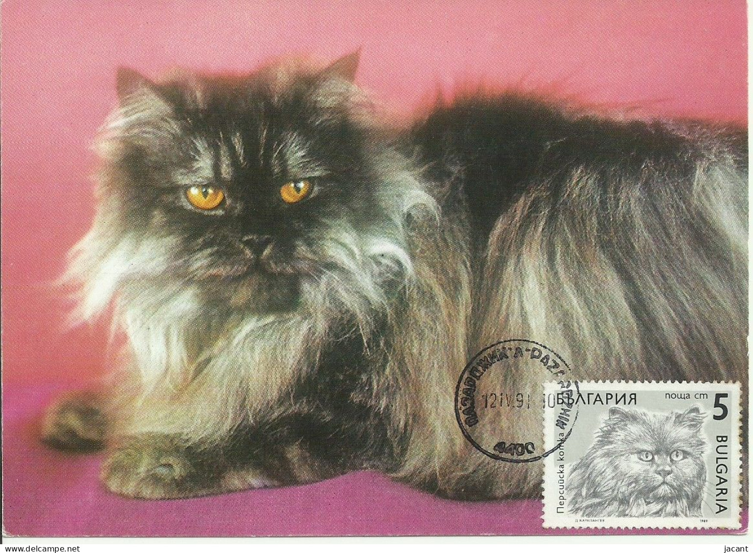 Cartes Maximum - Bulgarie - Gato - Chat - Cat - Brieven En Documenten