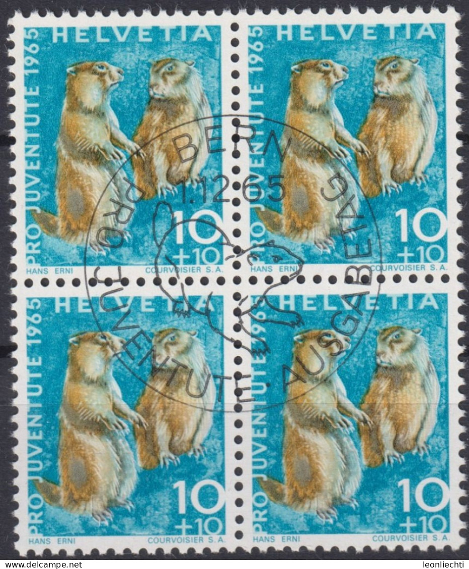 1965 Schweiz Pro Juventute ET ° Zum: CH J211, Mi: CH 827, Alpenmurmeltier, Einheimische Wildtiere - Konijnen