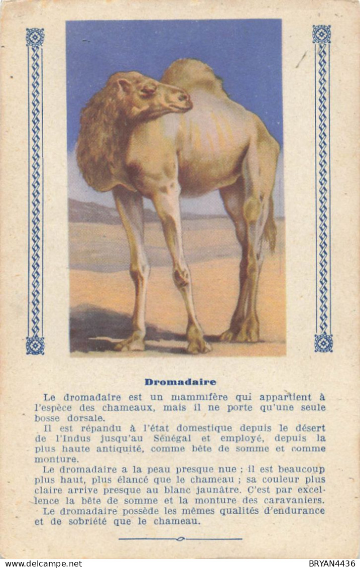 DROMADAIRE - ANIMAL - CARTE ILLUSTREE (9x14cm) Offerte Aux Enfants Sages Par TEINTURE L'EXPRESS - Hipopótamos