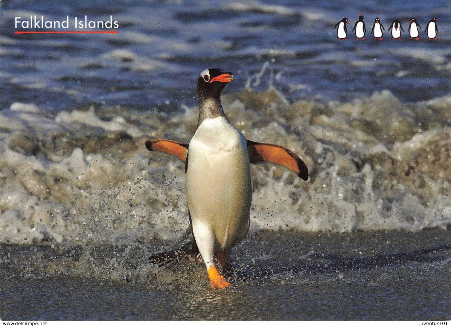 CPSM Falkland Islands-Gentoo Penguin-Pingouin-Beau Timbre-RARE      L2463 - Falkland Islands